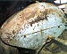Unrestored left fender